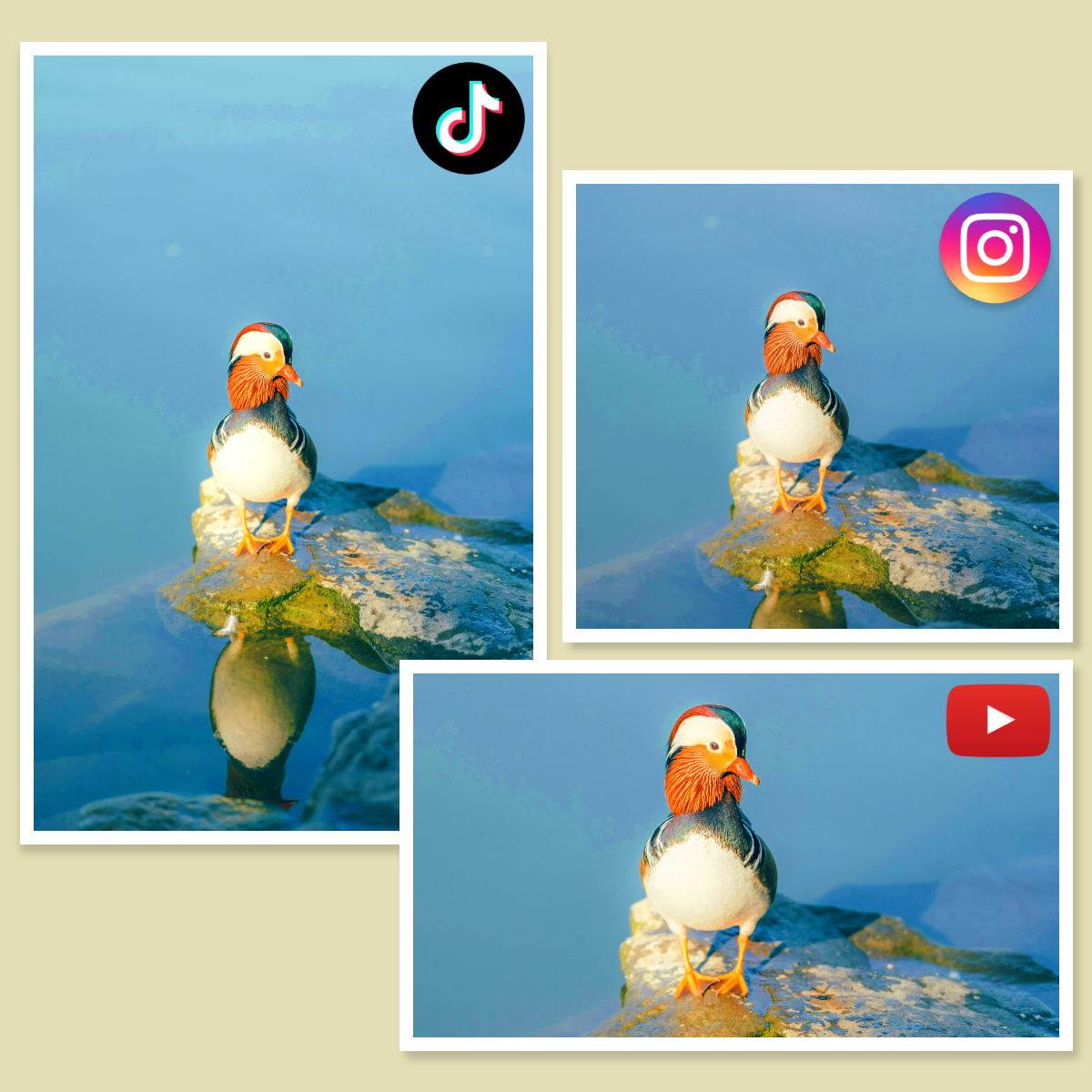 Duck on a rock with social media icons (TikTok, Instagram, YouTube) around it.