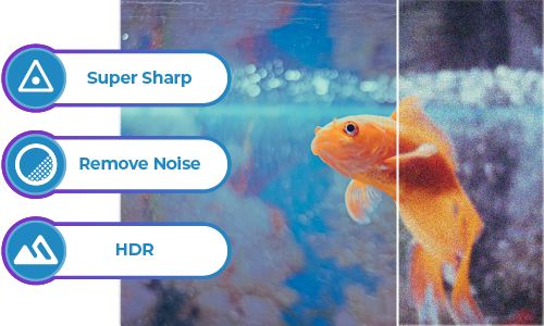 Super sharp effect on a goldfish image with noise reduction and HDR options