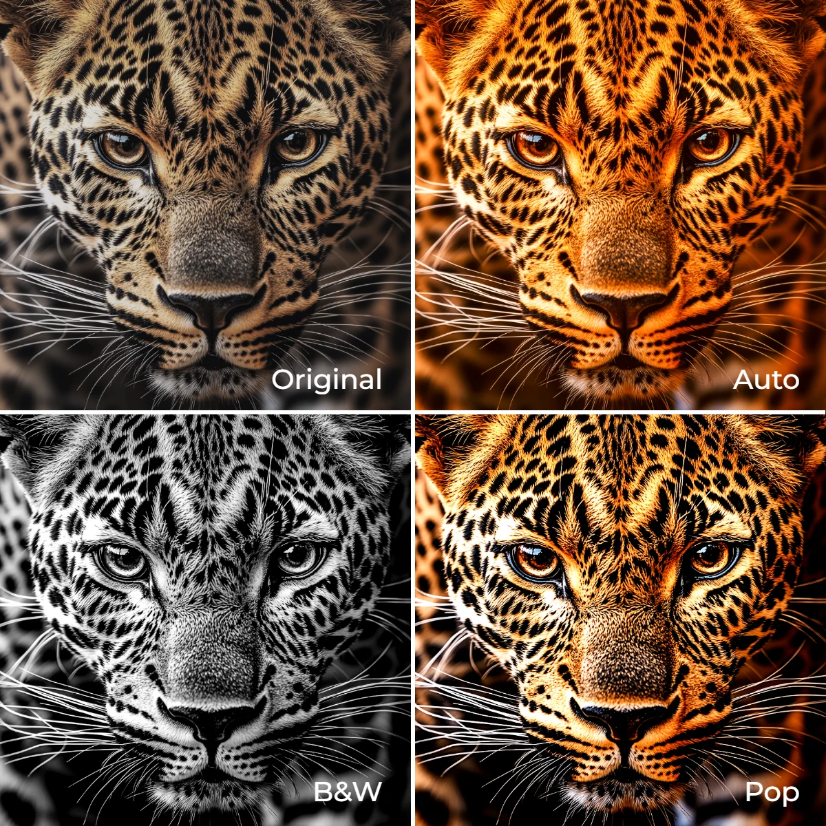 Four-panel image showing different filters on a leopard's face: Original, Auto-enhanced, Black & White, and Pop Art style.