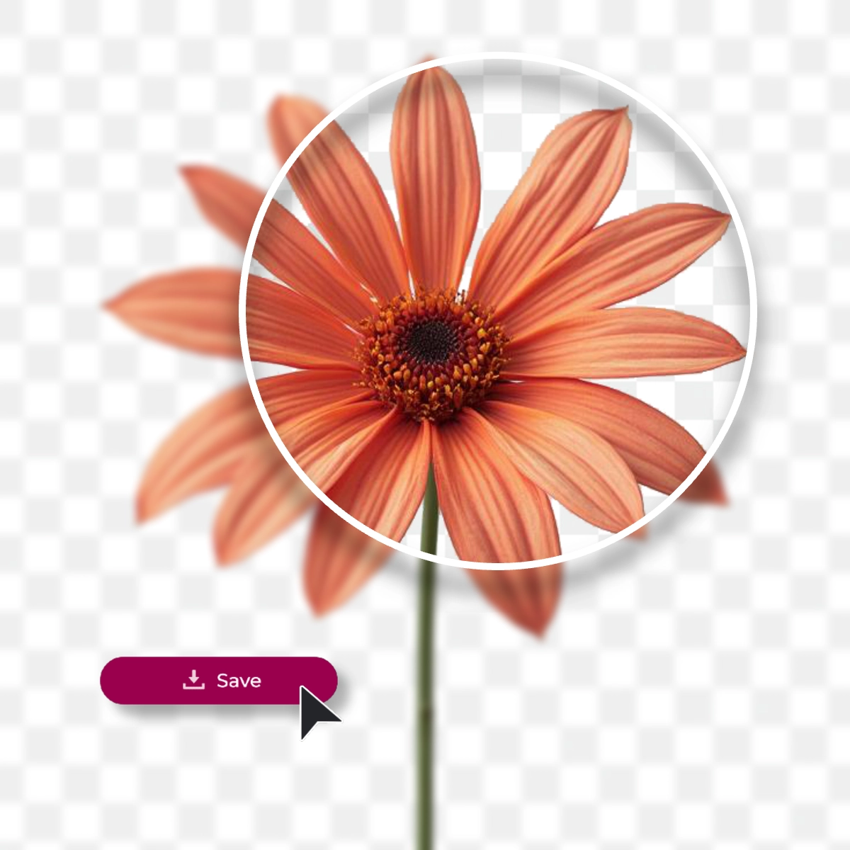 Close-up of an orange daisy with a 'Save' button overlay on a transparent background.