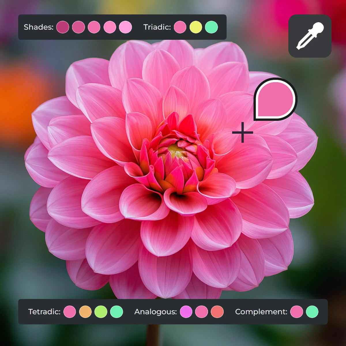 Close-up of a pink dahlia with a color palette tool overlay indicating different shades.