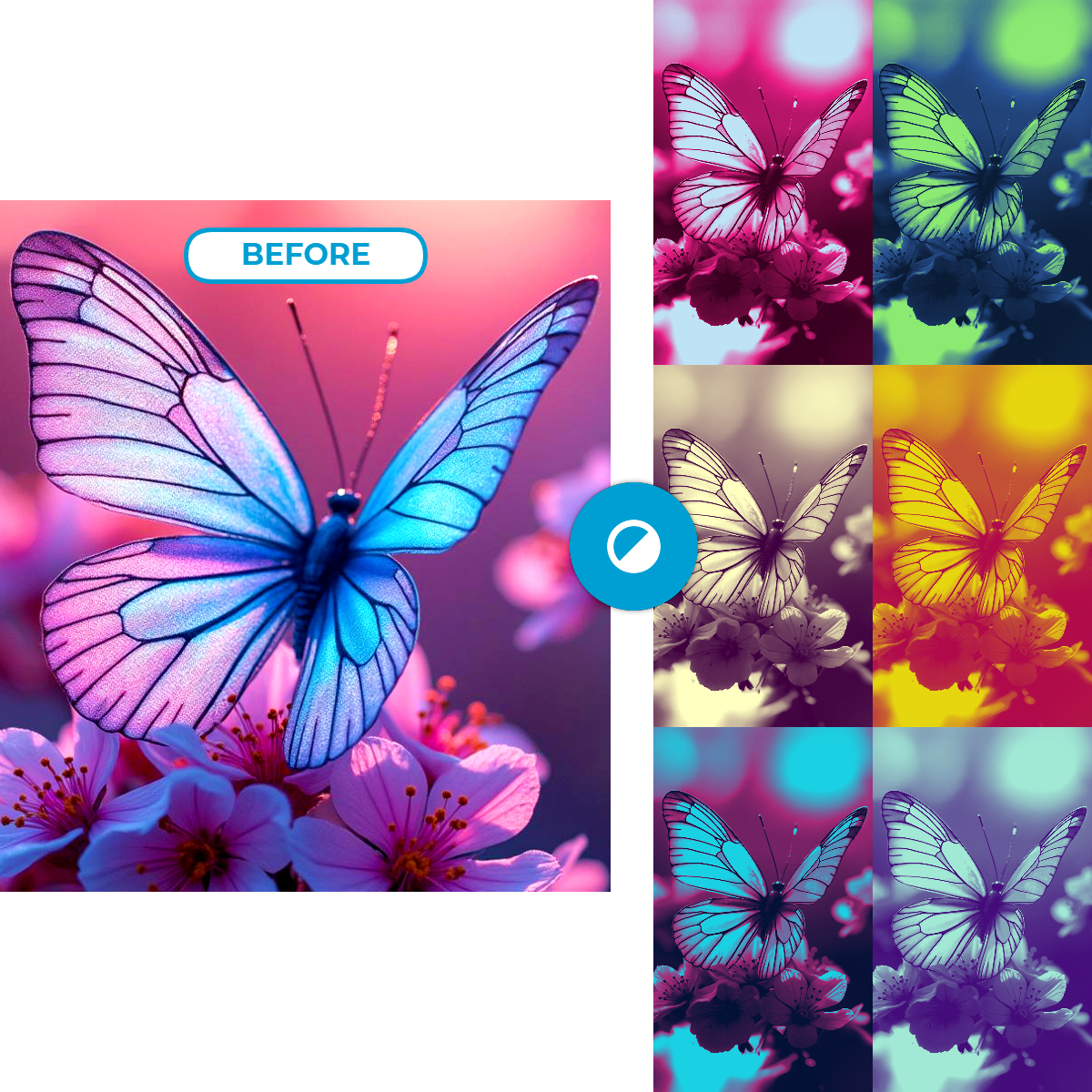 Collage of a butterfly on flowers with color variations marked 