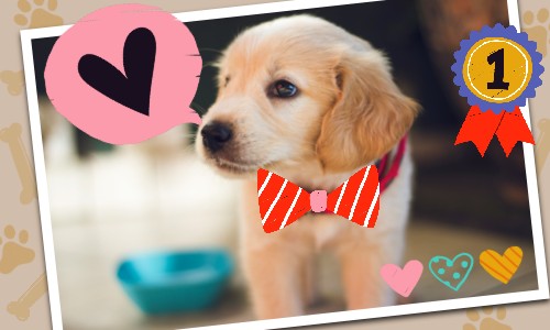 Golden retriever puppy with a bow tie, hearts around, and a '1st place' ribbon.