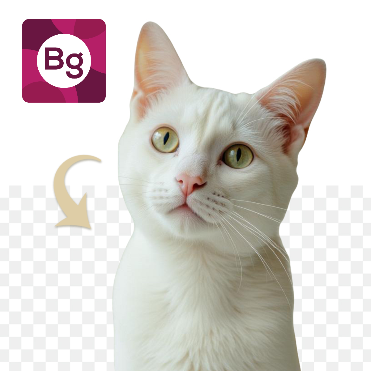 White cat with a transparent background, next to a 